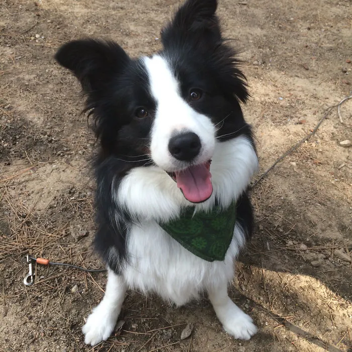 Mochi From @thatdogwaffles Pose After A Nice Stroll Through The Forest.