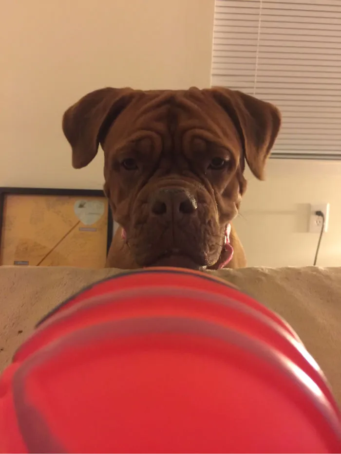 My French Mastiff Penny  & Her Favorite Ball!