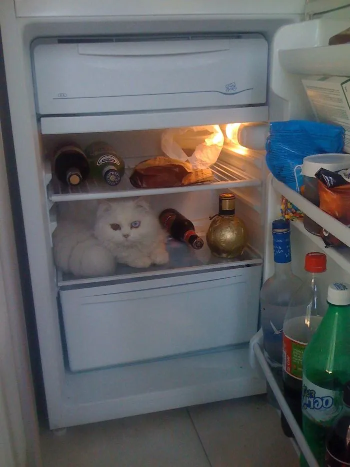 Nice & Cold