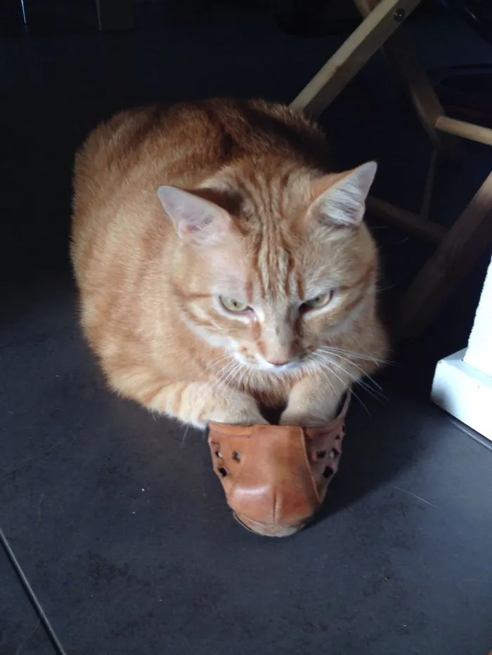 Enter In A Shoe