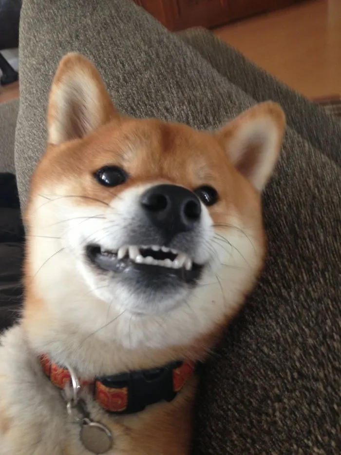 Shiba Smile