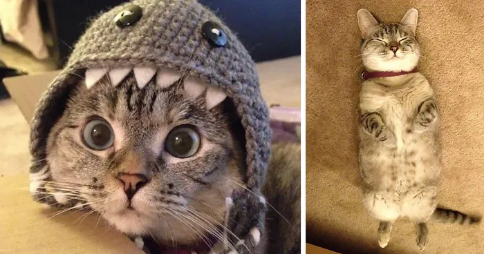 The Story Of Instagram's Most Famous Cat Nala, Who Has 3.2M Followers