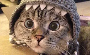 The Story Of Instagram's Most Famous Cat Nala, Who Has 3.2M Followers
