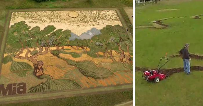 Artist Plants 1.2-Acre Field To Recreate Van Gogh’s 1889 Painting 'Olive Trees'