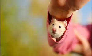156 Adorable Hamsters That Will Cause A Cuteness Overload
