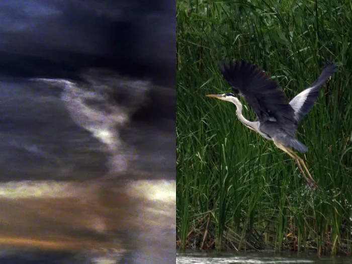 Clouds Looks Like Blue Heron, I Made Both Of Pictures On The Same Holiday. Tisza Lake, Hungary