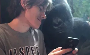 This Gorilla Really Wants To See Your Vacation Pics On Your Phone