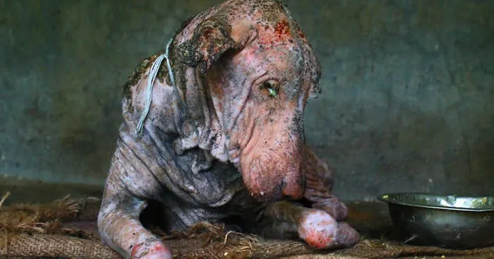 Dying Dog Found On Street Is Completely Transformed In Two Months