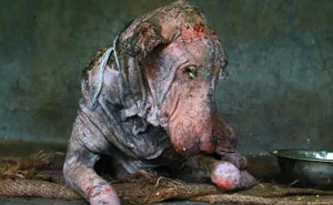 Dying Dog Found On Street Is Completely Transformed In Two Months