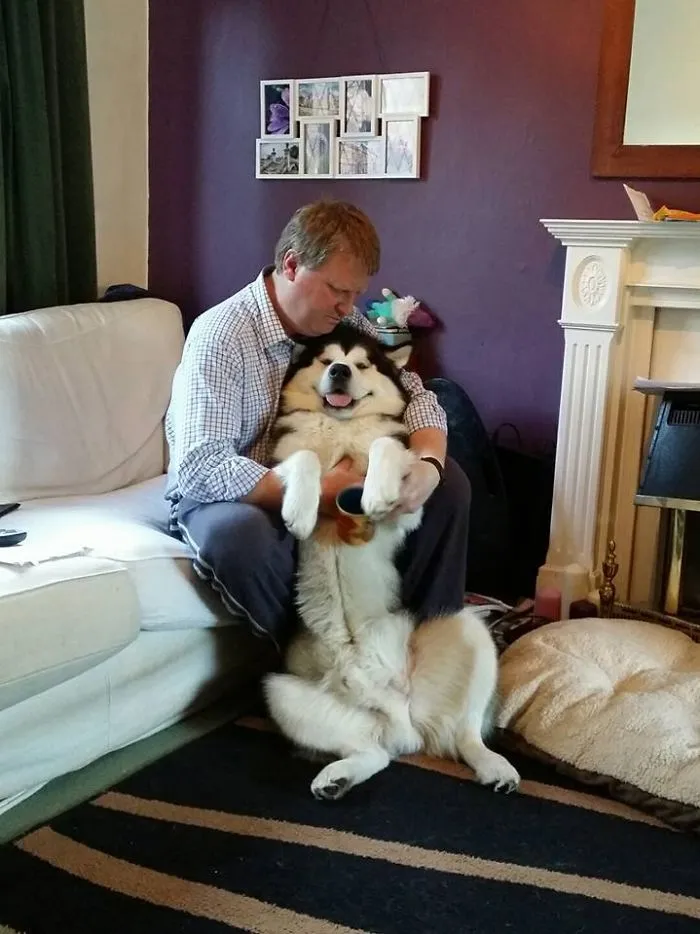 Mac The Malamute Smiling