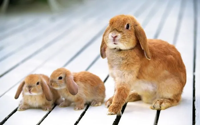 Three adorable bunnies on a white wooden surface, showcasing their cuteness together.