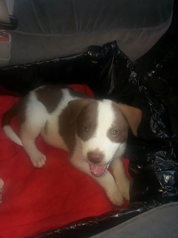 My Smiley Pup!