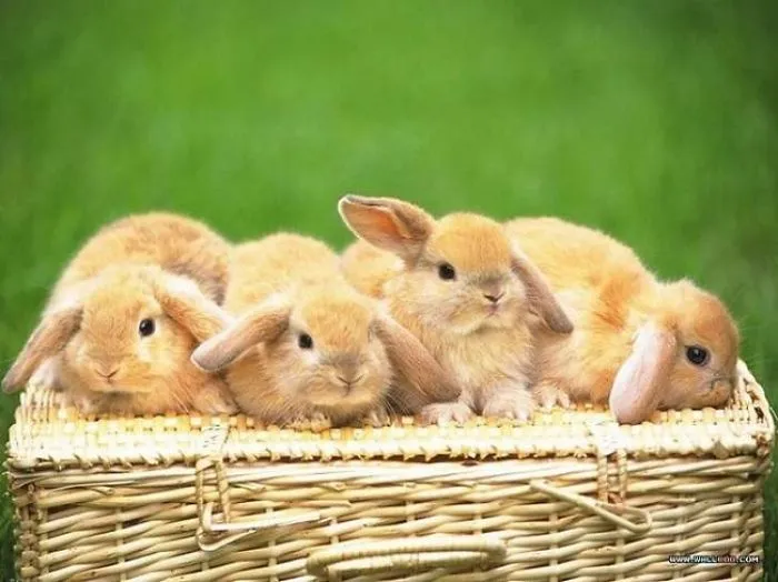 Adorable bunnies resting on a wicker basket against a green background.