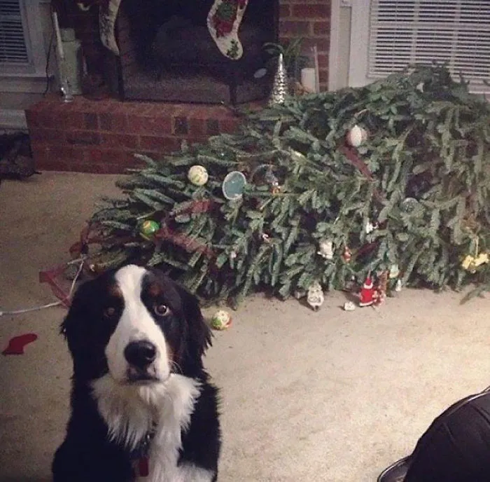 Oh Good, You're Here. The Tree Just Fainted