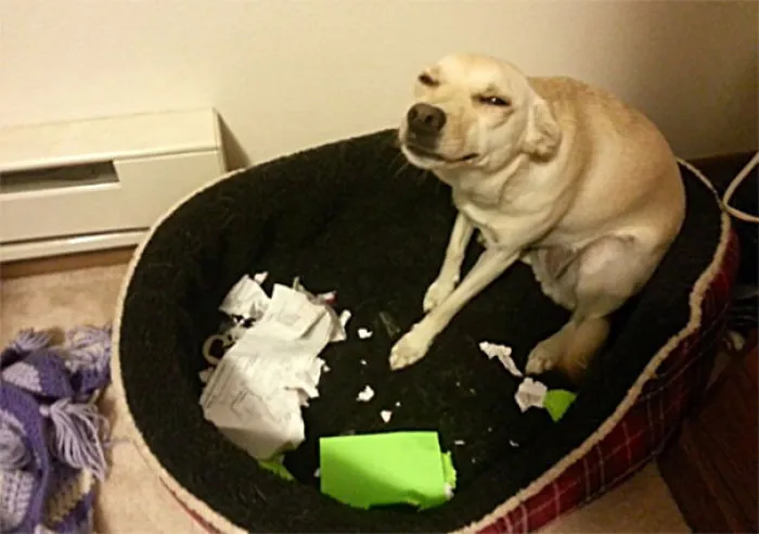 Go On, Tell Them I Ate Your Homework. They’ll Never Believe You