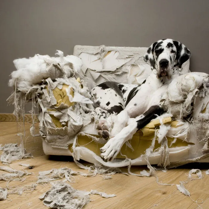 Who Owns A Pet As Naughty As A Little Demon?