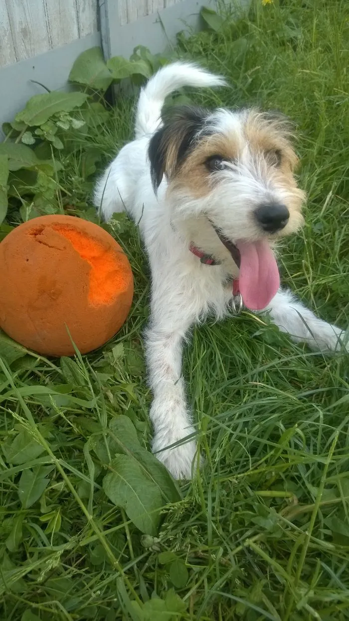 Pépin Is Always Happy To Play!