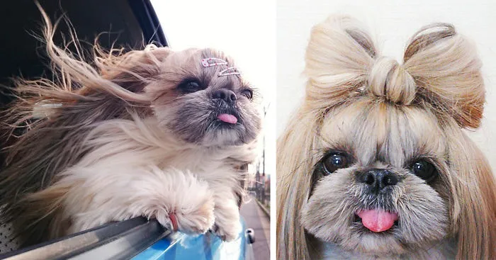 This Derpy Dog Has The Most Fabulous Hair On Instagram