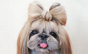 This Derpy Dog Has The Most Fabulous Hair On Instagram