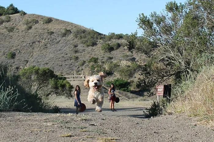 Funny Dog Perspective