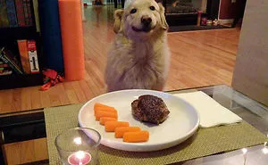 Post The Happiest Dogs Who Show The Best Smiles (346 Pics)