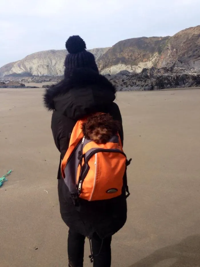 "Camping With Dogs" Instagram Will Inspire You To Go Hiking With Your Dog