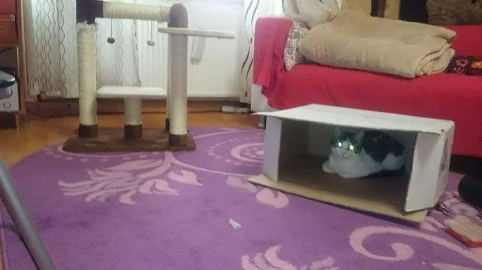 The Box Is Better...