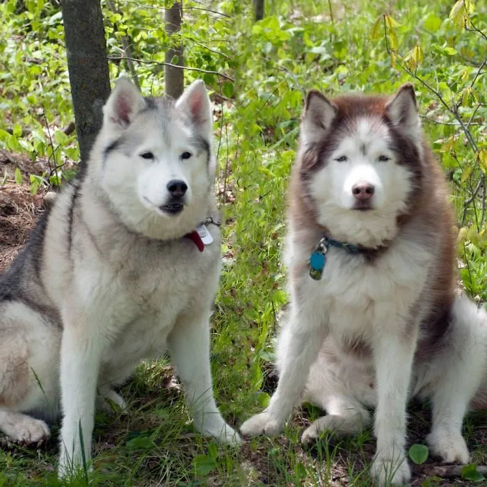 "Camping With Dogs" Instagram Will Inspire You To Go Hiking With Your Dog