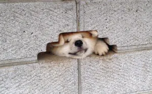 This Dog Desperately Wants To Say Hi