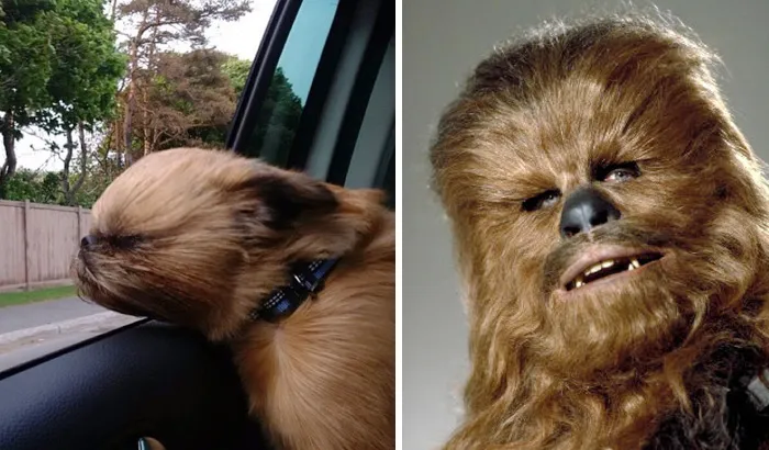 Chewbarka
