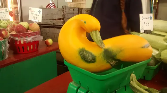 A Squashed Duck