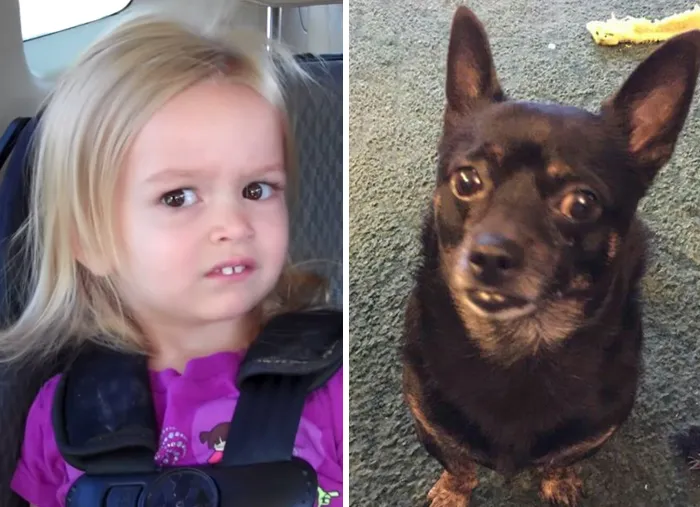 My Aunt's Dog Looks Like Side-Eyeing Chloe