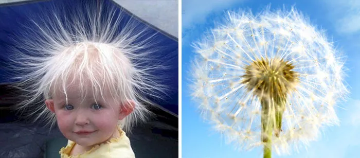 Baby Looks Like A Dandelion