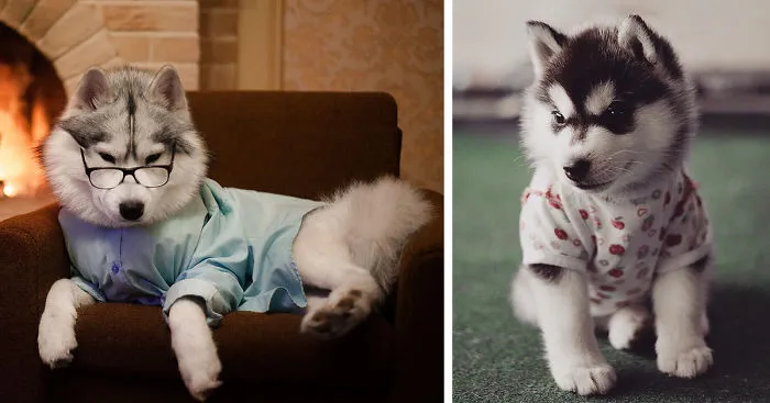 My Huskies Have Mastered The Art Of Dressing Up