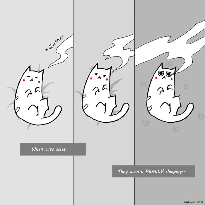 58 Funny Comics Reveal The Reality Of Owning A Cat
