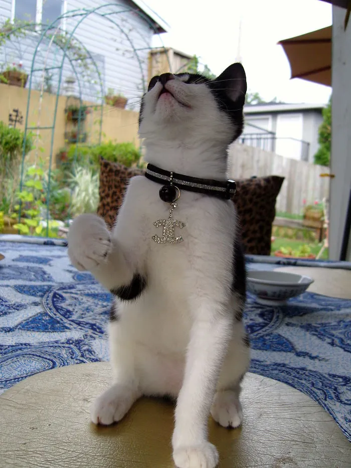 From Rags To Riches, Oui Chanel Kitty Kouture C'est Moi! Adopted From Vokra  Bc Canada