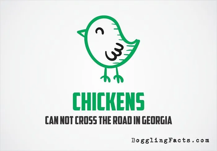 Chickens