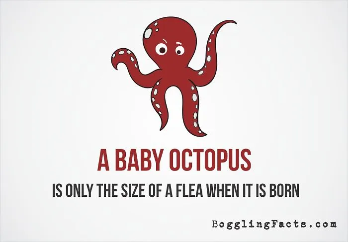 Baby Octopus
