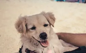 Post The Happiest Dogs Who Show The Best Smiles (346 Pics)