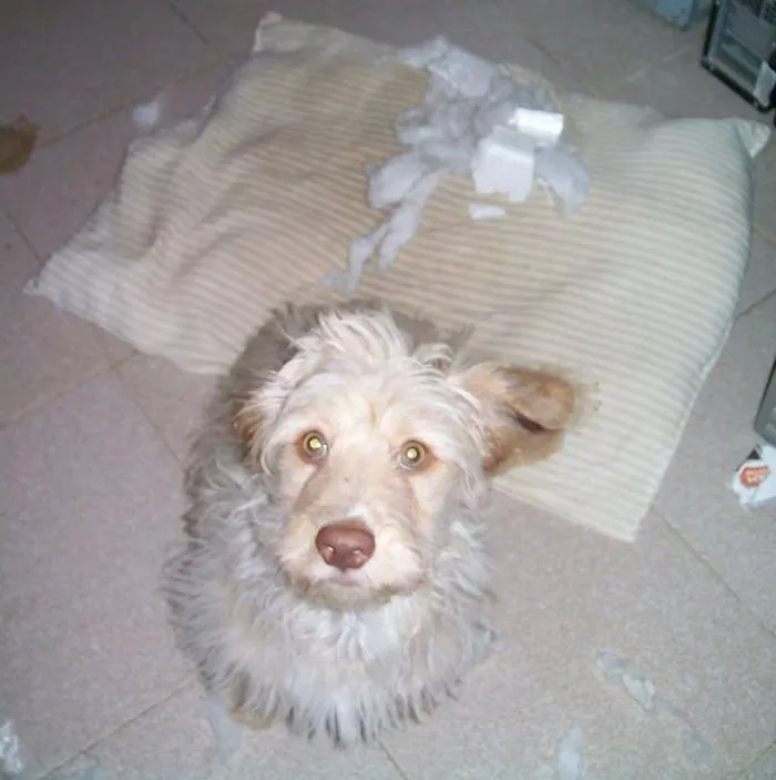 Oh Yes My Pillow...   It Explode???