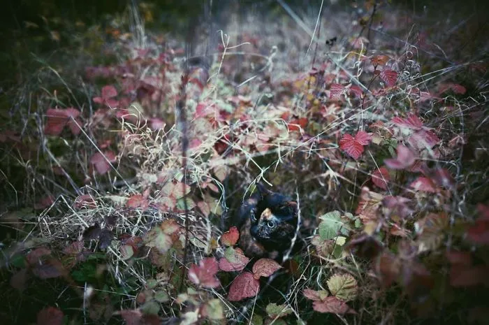 Autumn Cat Effect