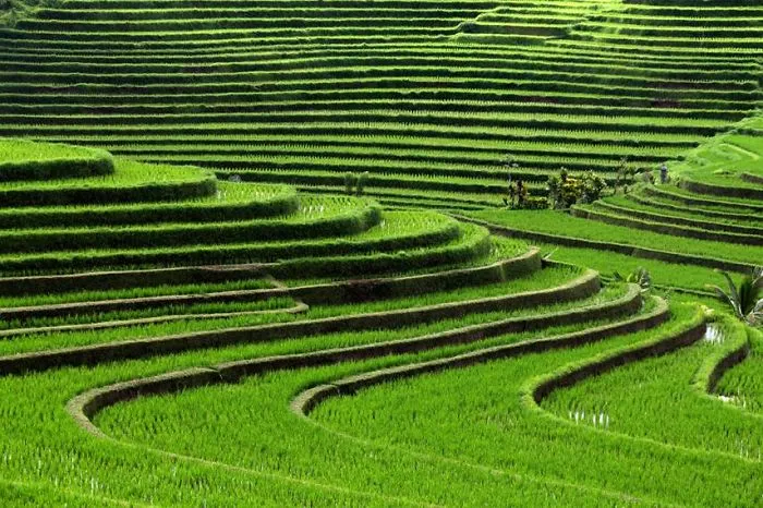 Rice Terraces, Bali, Indonesia