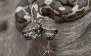 I Captured A Rare Two-Headed Snake