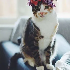 GlitterPoopFairy