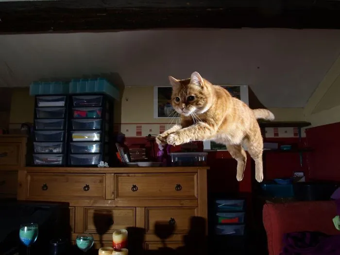 40 Photo's Of The Cats Baldrick And Melchett