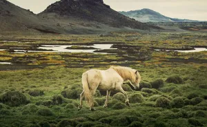 I Captured Icelandic Horses That Live In A World Of Green