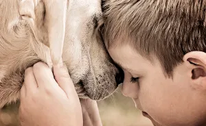 Beautiful Friendship Between My Son And Our Rescued Labrador (Part Two)