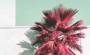 Daily Poetry: Surreal Green &amp; Pink Urban Experience In Barcelona