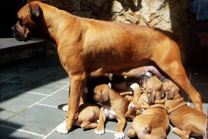 Mamá Boxer