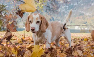 I Photographed My Beagle Playing With Autumn Leaves